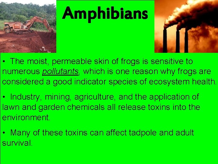 Amphibians • The moist, permeable skin of frogs is sensitive to numerous pollutants, which