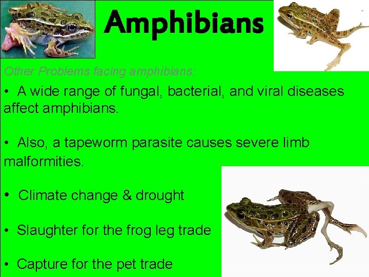 Amphibians Other Problems facing amphibians: • A wide range of fungal, bacterial, and viral