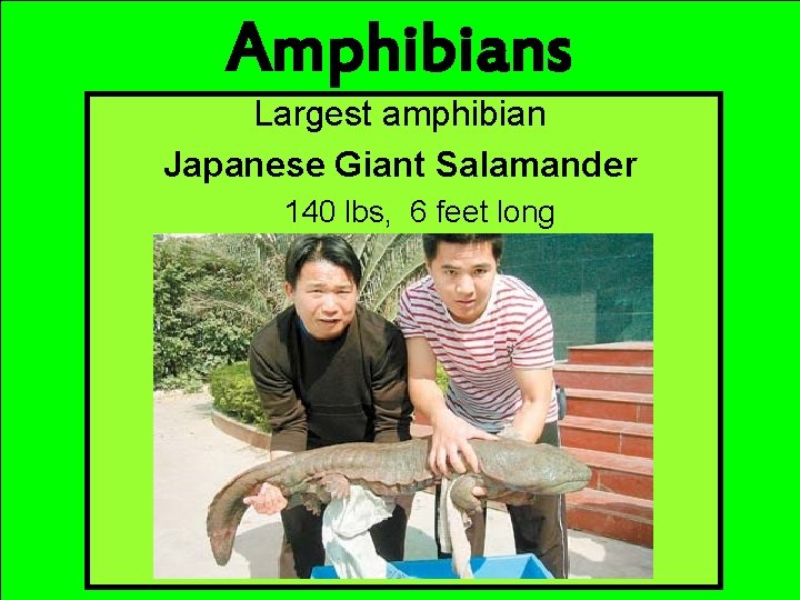 Amphibians Largest amphibian Japanese Giant Salamander 140 lbs, 6 feet long 