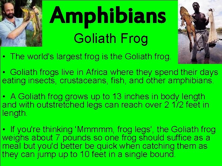 Amphibians Goliath Frog • The world's largest frog is the Goliath frog. • Goliath