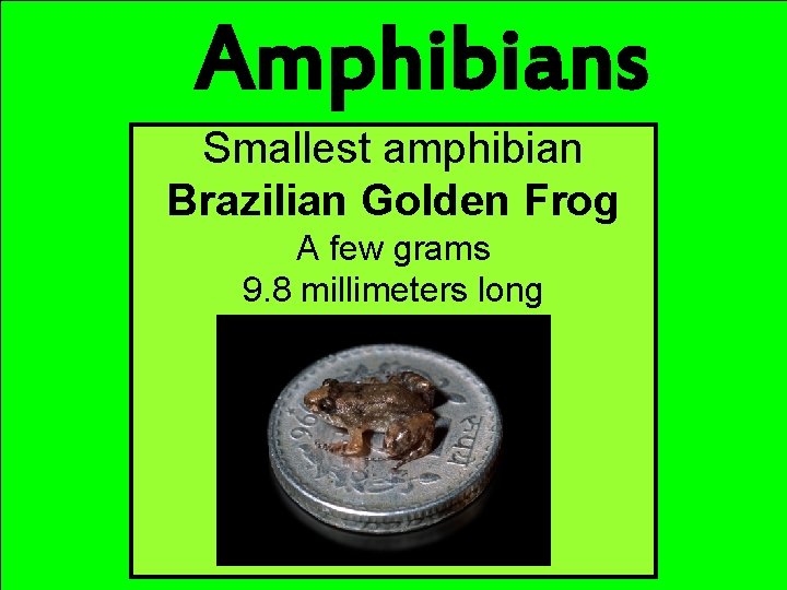 Amphibians Smallest amphibian Brazilian Golden Frog A few grams 9. 8 millimeters long 