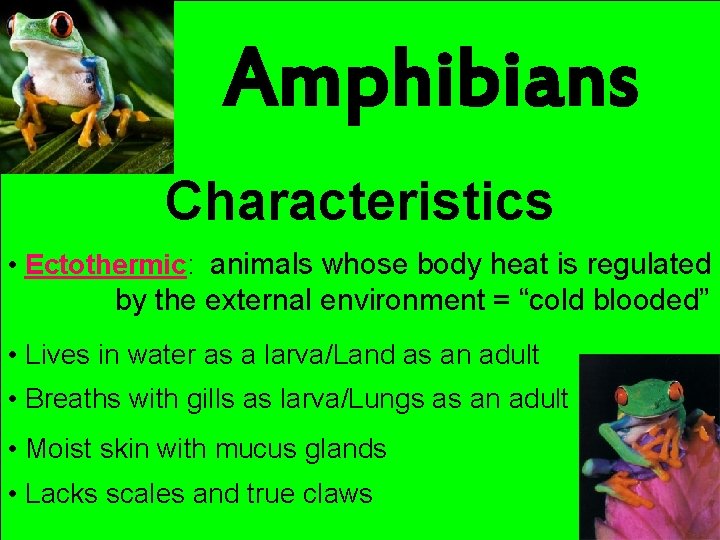 Amphibians Characteristics • Ectothermic: animals whose body heat is regulated by the external environment