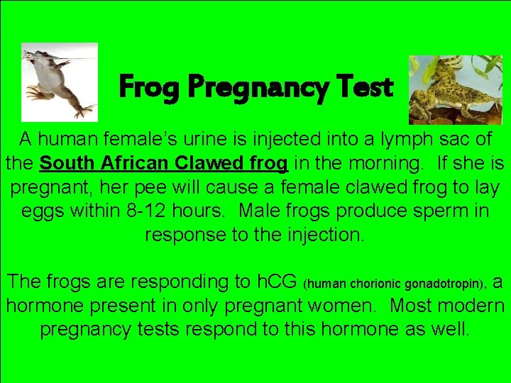 Frog Pregnancy Test A human female’s urine is injected into a lymph sac of