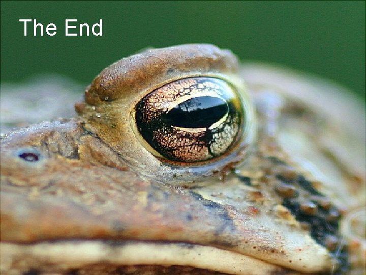 The End 