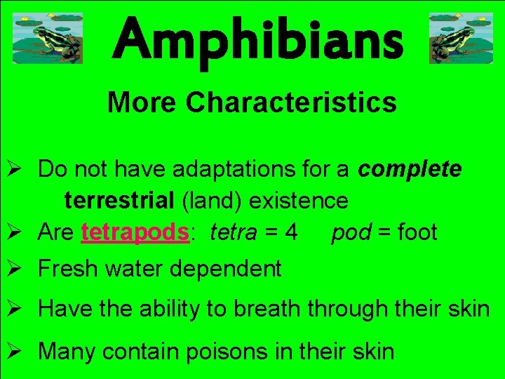 Amphibians More Characteristics Ø Do not have adaptations for a complete terrestrial (land) existence