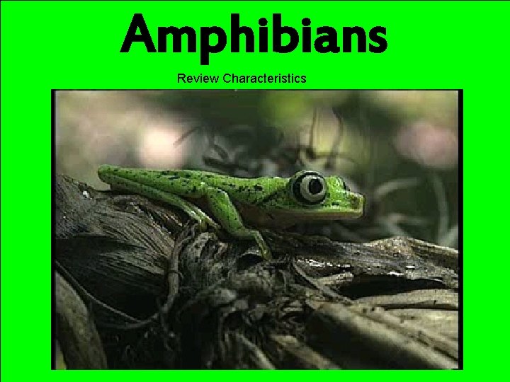 Amphibians Review Characteristics 