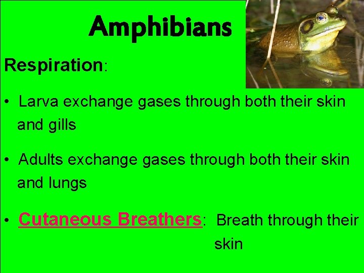 Amphibians Respiration: • Larva exchange gases through both their skin and gills • Adults