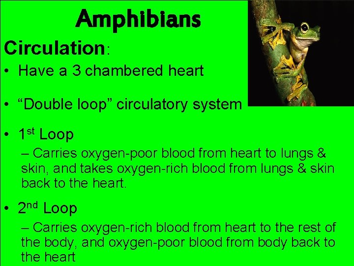 Amphibians Circulation: • Have a 3 chambered heart • “Double loop” circulatory system •