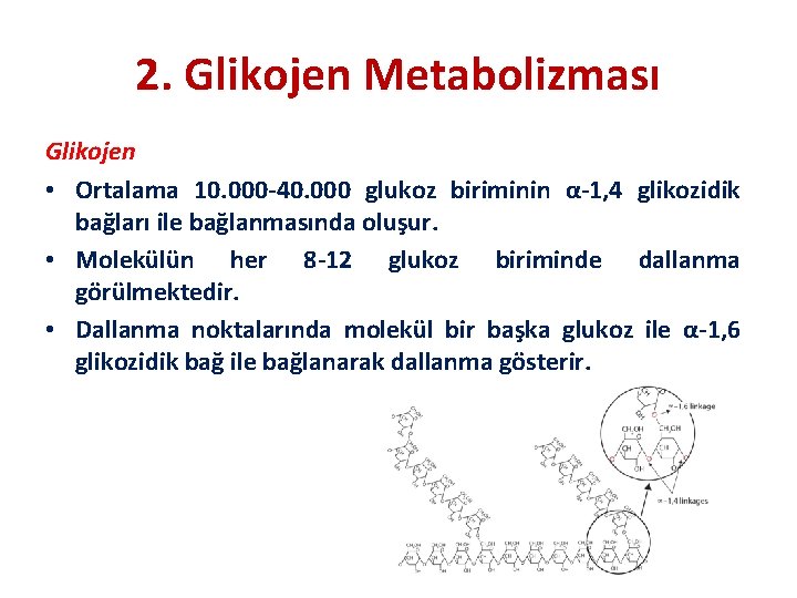 2. Glikojen Metabolizması Glikojen • Ortalama 10. 000 -40. 000 glukoz biriminin α-1, 4