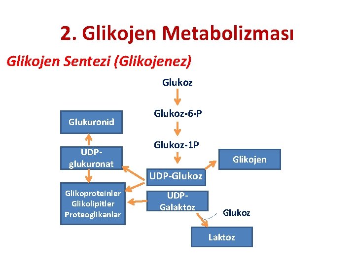 2. Glikojen Metabolizması Glikojen Sentezi (Glikojenez) Glukoz Glukuronid UDPglukuronat Glikoproteinler Glikolipitler Proteoglikanlar Glukoz-6 -P