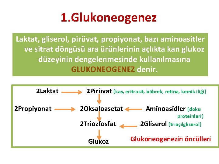 1. Glukoneogenez Laktat, gliserol, pirüvat, propiyonat, bazı aminoasitler ve sitrat döngüsü ara ürünlerinin açlıkta
