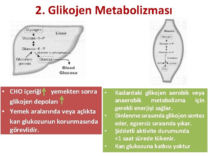 2. Glikojen Metabolizması • CHO içeriği yemekten sonra • glikojen depoları • Yemek aralarında