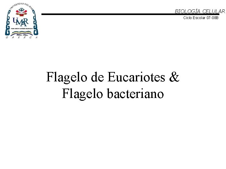 BIOLOGÍA CELULAR Ciclo Escolar 07 -08 B Flagelo de Eucariotes & Flagelo bacteriano 
