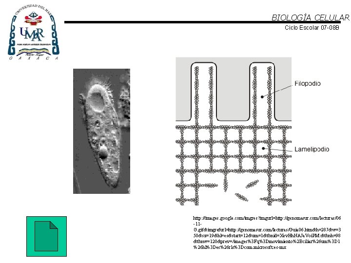 BIOLOGÍA CELULAR Ciclo Escolar 07 -08 B http: //images. google. com/imgres? imgurl=http: //genomasur. com/lecturas/06