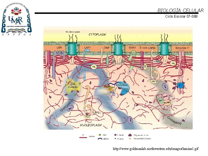 BIOLOGÍA CELULAR Ciclo Escolar 07 -08 B http: //www. goldmanlab. northwestern. edu/images/lamins 1. gif