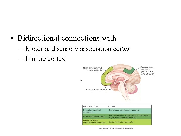  • Bidirectional connections with – Motor and sensory association cortex – Limbic cortex