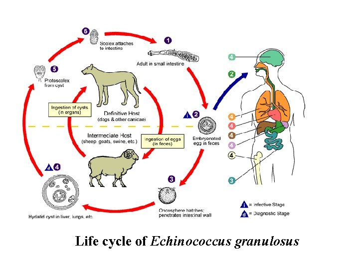 Life cycle of Echinococcus granulosus 