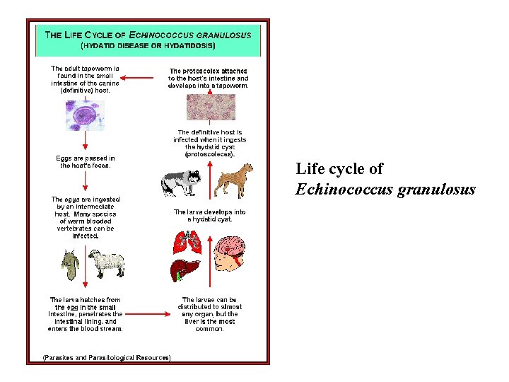 Life cycle of Echinococcus granulosus 