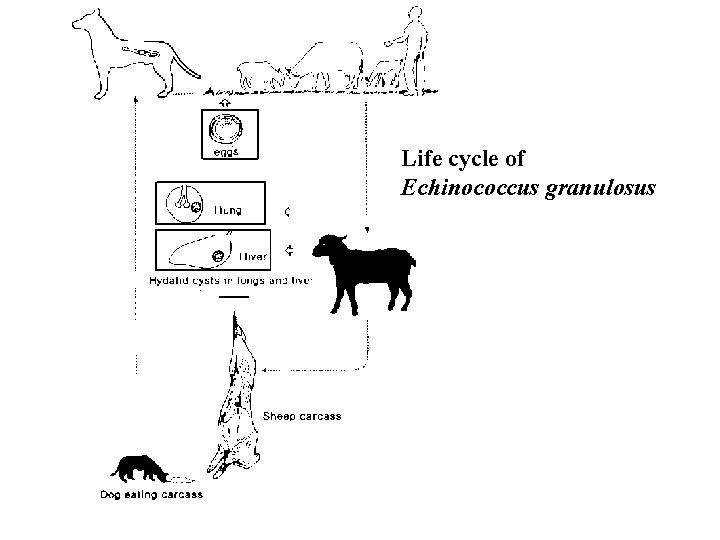 Life cycle of Echinococcus granulosus 