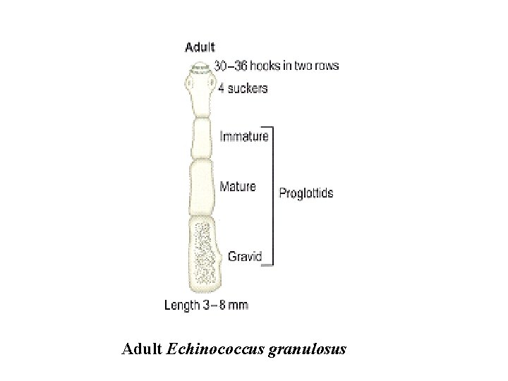 Adult Echinococcus granulosus 