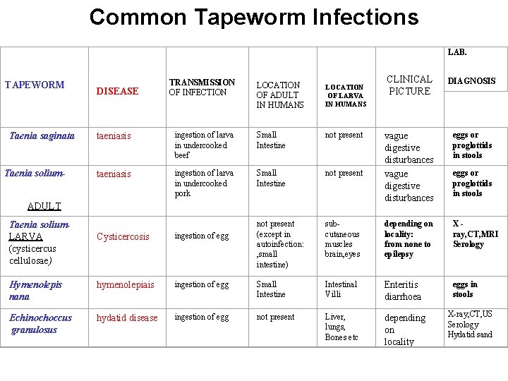 Common Tapeworm Infections LAB. TAPEWORM Taenia saginata Taenia solium- DISEASE TRANSMISSION OF INFECTION LOCATION