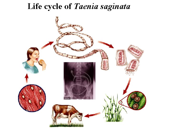 Life cycle of Taenia saginata 