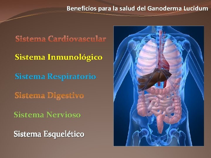 Beneficios para la salud del Ganoderma Lucidum Sistema Cardiovascular Sistema Inmunológico Sistema Respiratorio Sistema