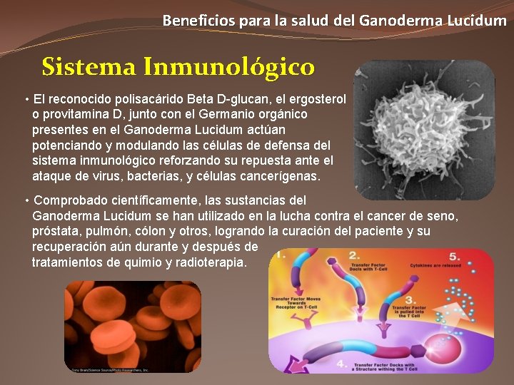Beneficios para la salud del Ganoderma Lucidum Sistema Inmunológico • El reconocido polisacárido Beta