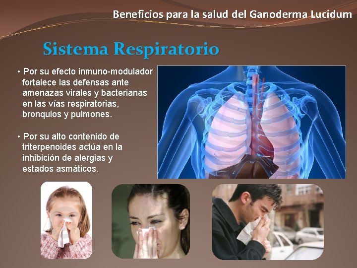 Beneficios para la salud del Ganoderma Lucidum Sistema Respiratorio • Por su efecto inmuno-modulador
