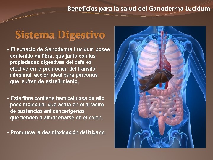 Beneficios para la salud del Ganoderma Lucidum Sistema Digestivo • El extracto de Ganoderma