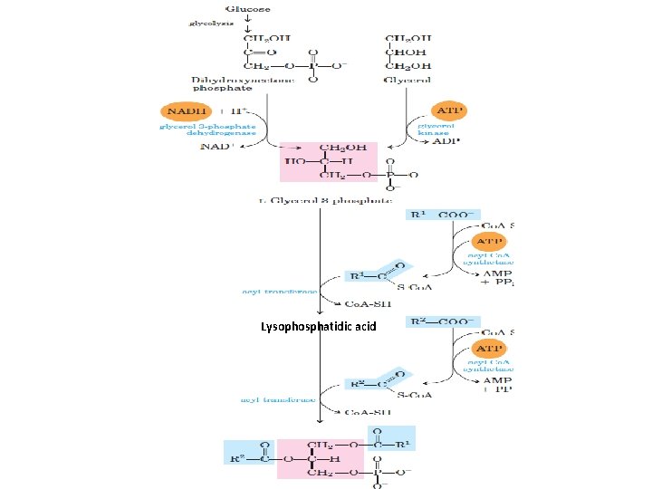 Lysophosphatidic acid 