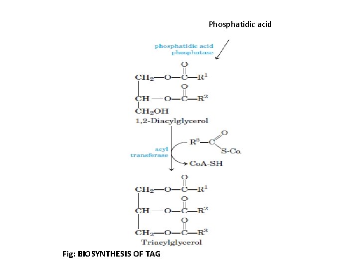 Phosphatidic acid Fig: BIOSYNTHESIS OF TAG 