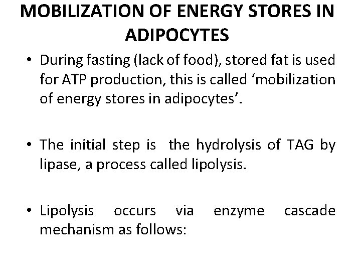 MOBILIZATION OF ENERGY STORES IN ADIPOCYTES • During fasting (lack of food), stored fat
