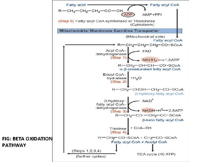 FIG: BETA OXIDATION PATHWAY 