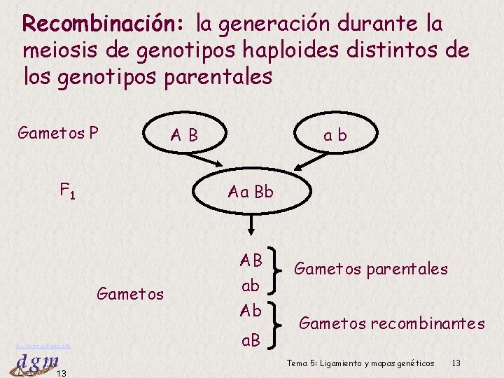 Recombinación: la generación durante la meiosis de genotipos haploides distintos de los genotipos parentales