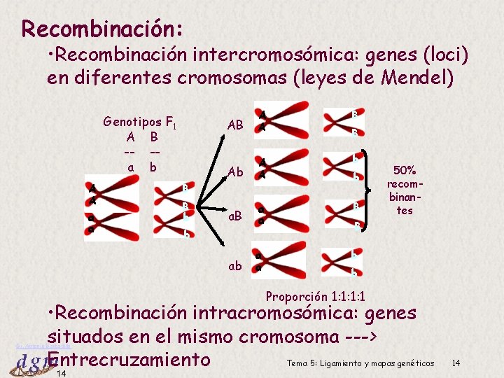 Recombinación: • Recombinación intercromosómica: genes (loci) en diferentes cromosomas (leyes de Mendel) Genotipos F