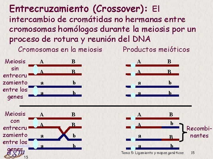Entrecruzamiento (Crossover): El intercambio de cromátidas no hermanas entre cromosomas homólogos durante la meiosis
