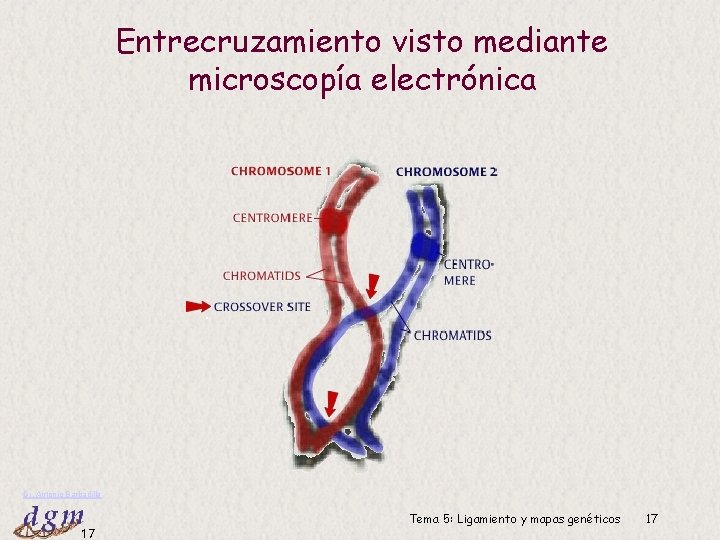 Entrecruzamiento visto mediante microscopía electrónica Dr. Antonio Barbadilla 17 Tema 5: Ligamiento y mapas