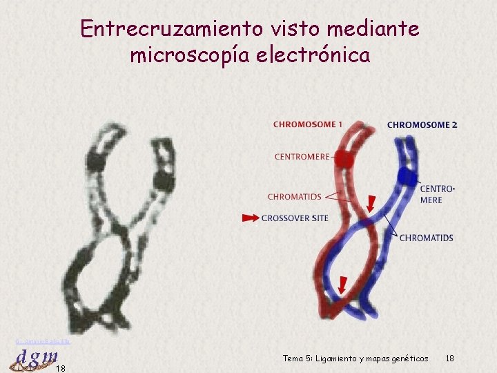 Entrecruzamiento visto mediante microscopía electrónica Dr. Antonio Barbadilla 18 Tema 5: Ligamiento y mapas