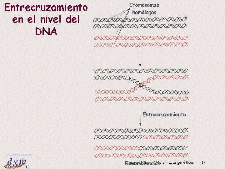 Entrecruzamiento en el nivel del DNA Dr. Antonio Barbadilla 19 Tema 5: Ligamiento y