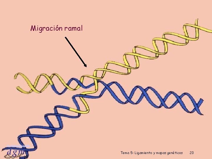 Migración ramal Dr. Antonio Barbadilla 20 Tema 5: Ligamiento y mapas genéticos 20 