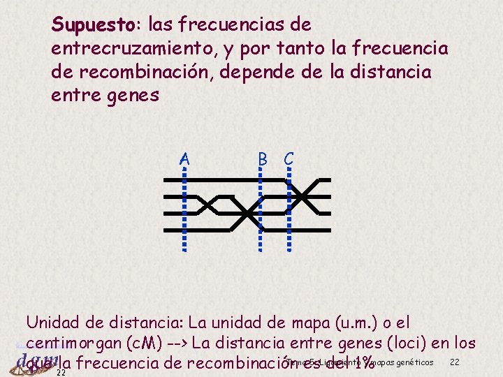 Supuesto: las frecuencias de entrecruzamiento, y por tanto la frecuencia de recombinación, depende de