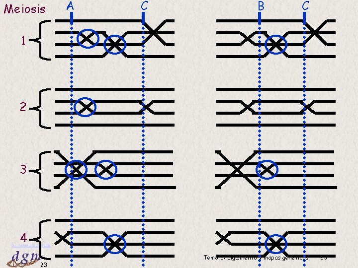 Meiosis A C B C 1 2 3 4 Dr. Antonio Barbadilla 23 Tema