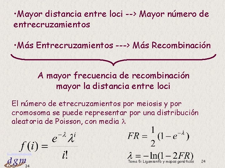  • Mayor distancia entre loci --> Mayor número de entrecruzamientos • Más Entrecruzamientos