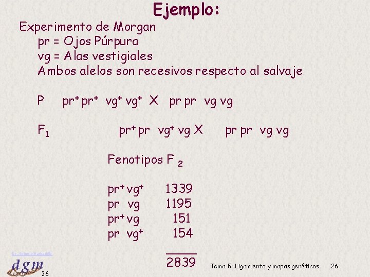 Ejemplo: Experimento de Morgan pr = Ojos Púrpura vg = Alas vestigiales Ambos alelos