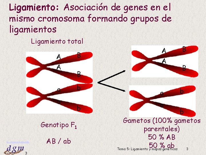 Ligamiento: Asociación de genes en el mismo cromosoma formando grupos de ligamientos Ligamiento total