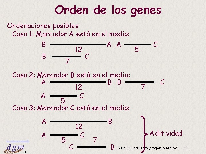 Orden de los genes Ordenaciones posibles Caso 1: Marcador A está en el medio: