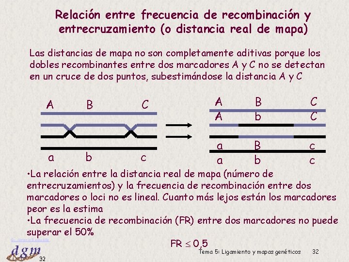 Relación entre frecuencia de recombinación y entrecruzamiento (o distancia real de mapa) Las distancias