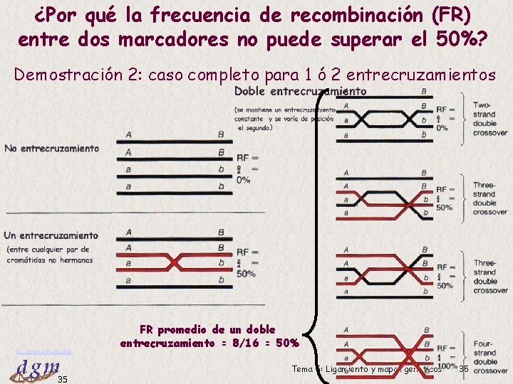 ¿Por qué la frecuencia de recombinación (FR) entre dos marcadores no puede superar el