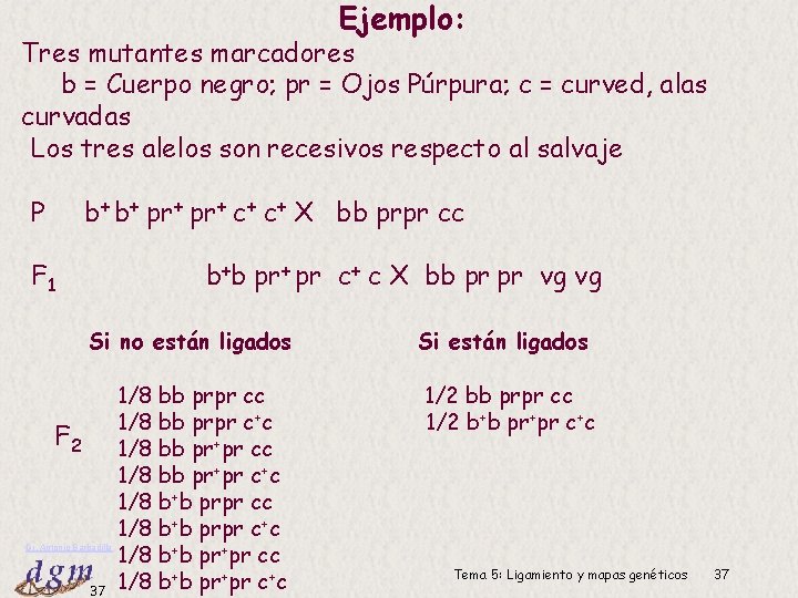 Ejemplo: Tres mutantes marcadores b = Cuerpo negro; pr = Ojos Púrpura; c =